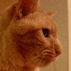 Meet your Posher, Martha